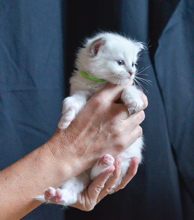 ragdoll kitten